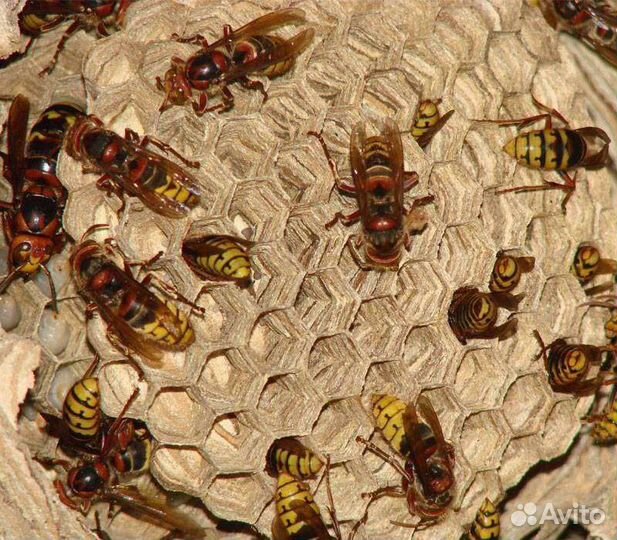 Уничтожение ос