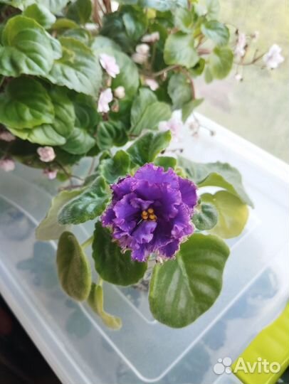 Сортовые фиалки цветущие