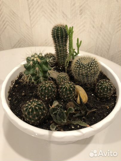 Композиция из суккулентов, толстянка