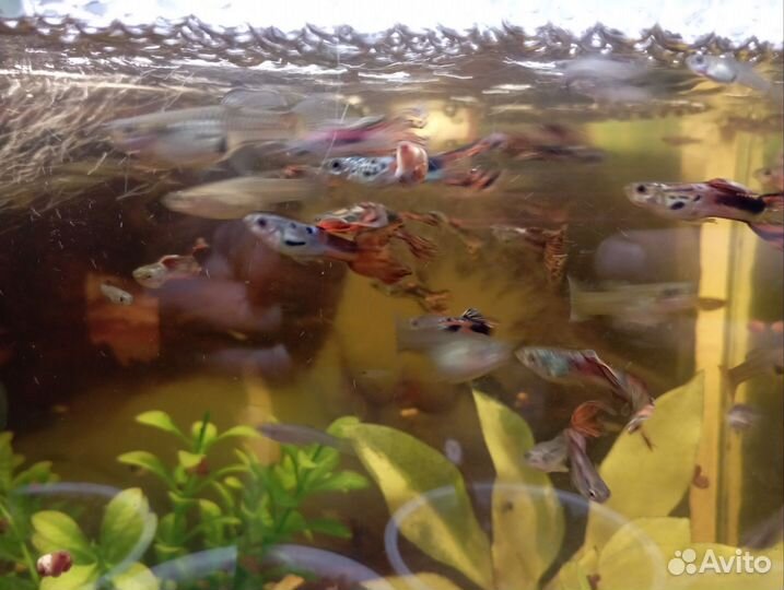 Аквариумные рыбки гуппи