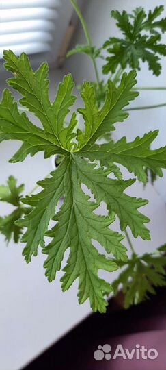 Герань пеларгония душистая мята лайм