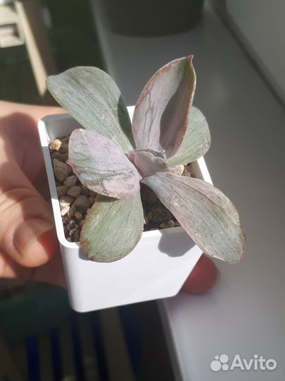 Эхеверии, суккуленты