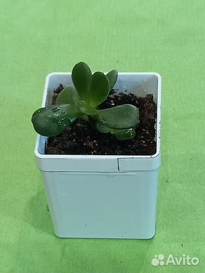 Суккуленты в горшочках