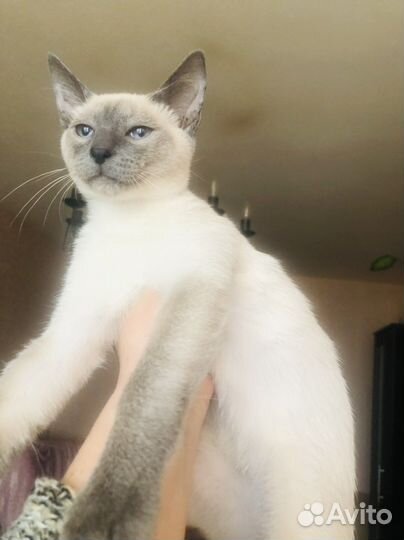 Токинские котята. Токинез