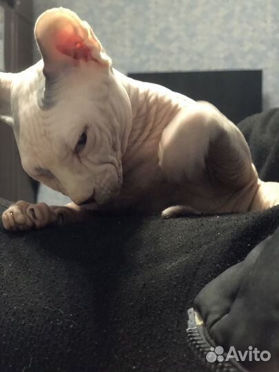 Канадский сфинкс вязка