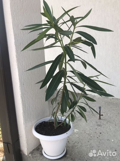 Продам олеандр