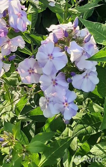 Многолетники для сада 2