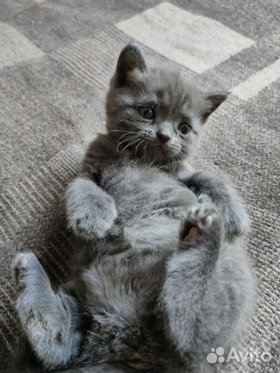 Британский вислоухий