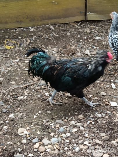 Петух породы Китайская шелковоя