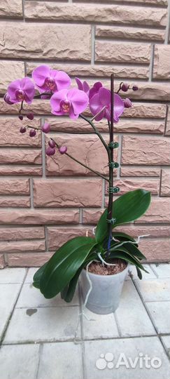 Орхидеи фаленопсис цветущие