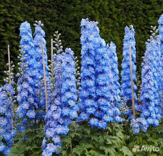 Дельфиниум саженцы