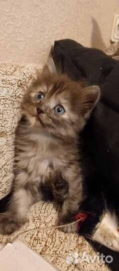 Котята в добрые руки, бесплатно