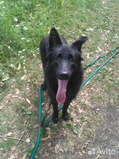 Собака в добрые руки