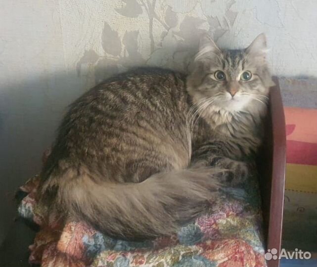 Пуша - сибирячка 1,5 года