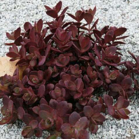 Очистки, почвопокровники, суккуленты