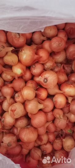 Лук семейный