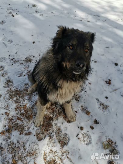 Продам щенков немецкой овчарки и кавказца