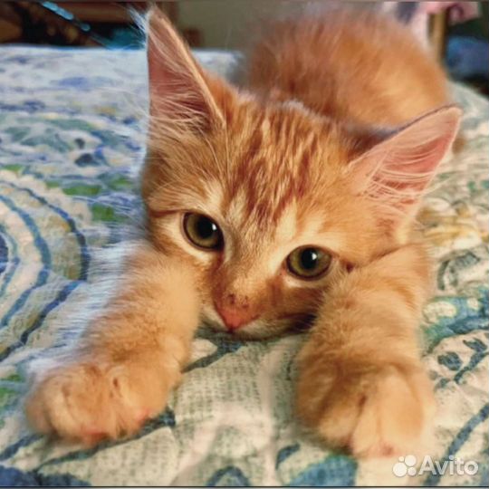 Рыжий котенок много разных в добрые руки