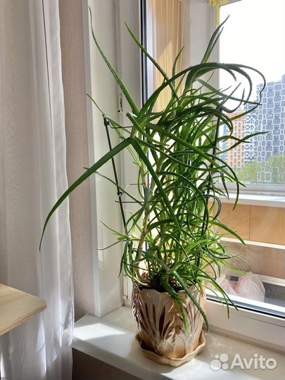 Алоэ столетник