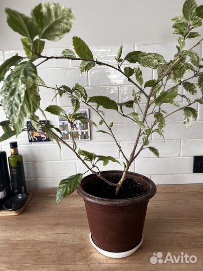 Гибискус китайский