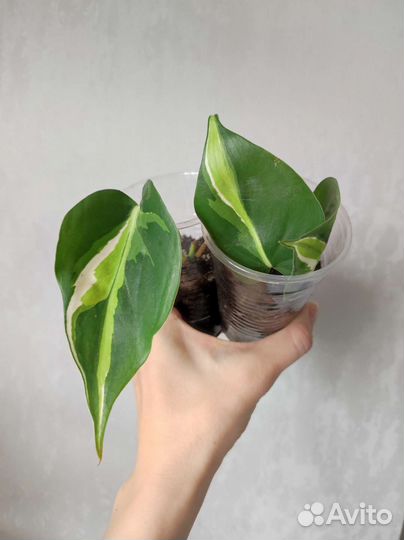 Комнатные растения #2