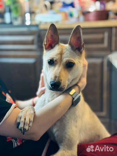 Отдам метиса малинуа и тайского риджбека