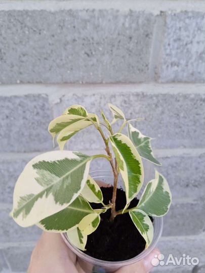 Фикусы сортовые разные 6