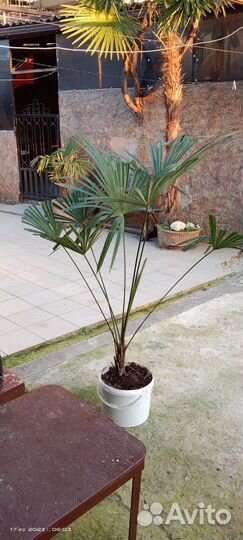 Пальма веерная. Трахикарпус форчуна