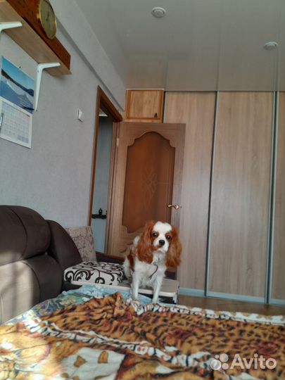 Кавалер Кинг чарльз спаниель для вязки мальчик