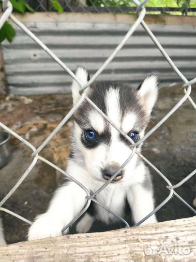 Щенки хаски