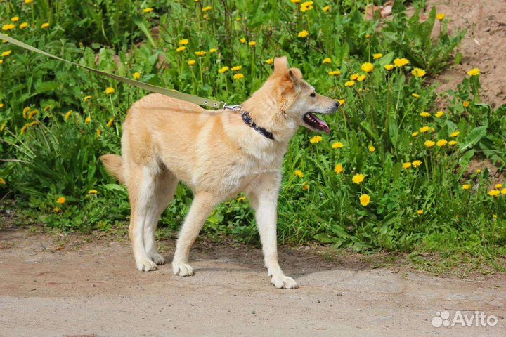 Синди ищет семью