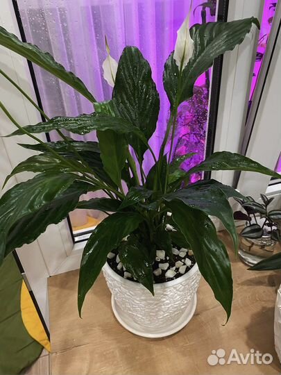 Женское счастье/Спатифиллум