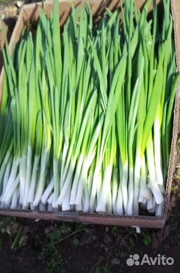 Лук зеленый свежей срезки с доставкой LUK-9181
