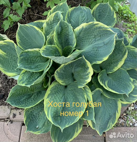 Хоста готовый куст