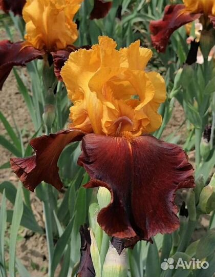 Ирисы бородатые сортовые
