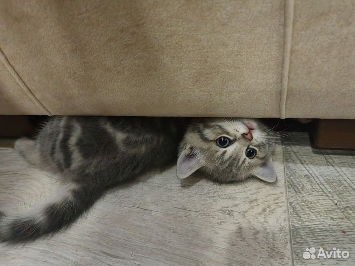 Британские котята
