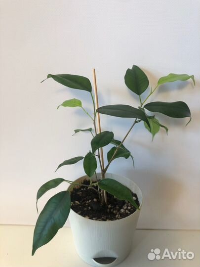 Фикусы сортовые Голден Кинг, Даниэль, Букле