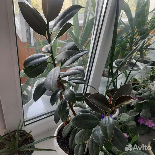 Фикус