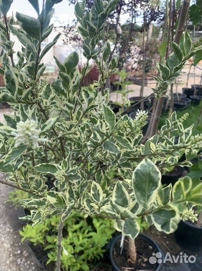 Бересклет на штамбе