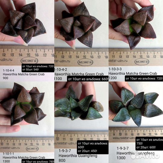 Суккуленты, хавортии 1/3