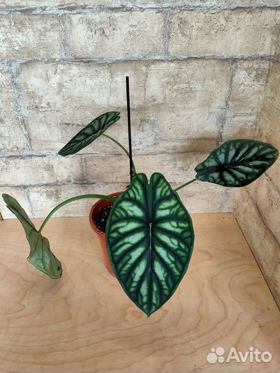 Алоказии взрослые с фото