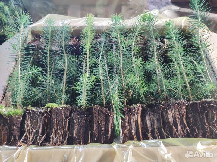 Сеянцы ели европейской окс от производителя