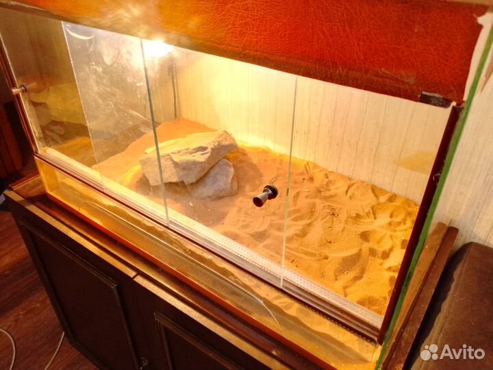 Террариум для рептилий (бородатая агама)