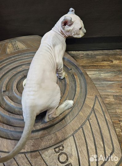 Эльф девочка