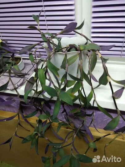 Сеткреазия пурпурная