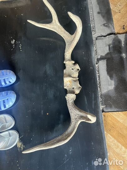 Продам рога лося