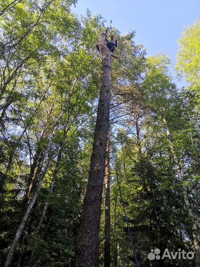 Спил деревьев