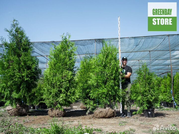 Туя брабант 2 м свежая копка 2023
