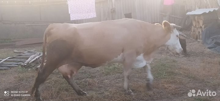 Коровы и быки