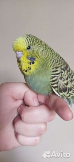 Птенцы выставочных волнистых попугаев